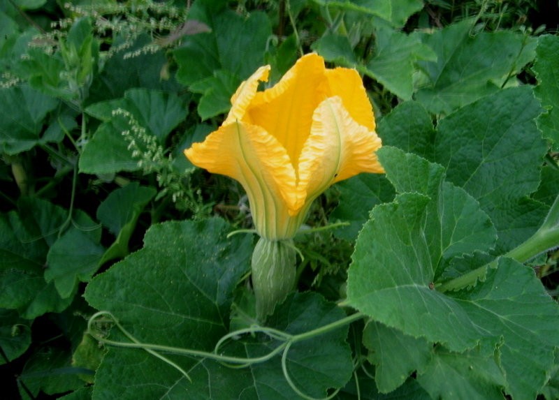 北瓜尖的功效与作用-我的快乐小窝