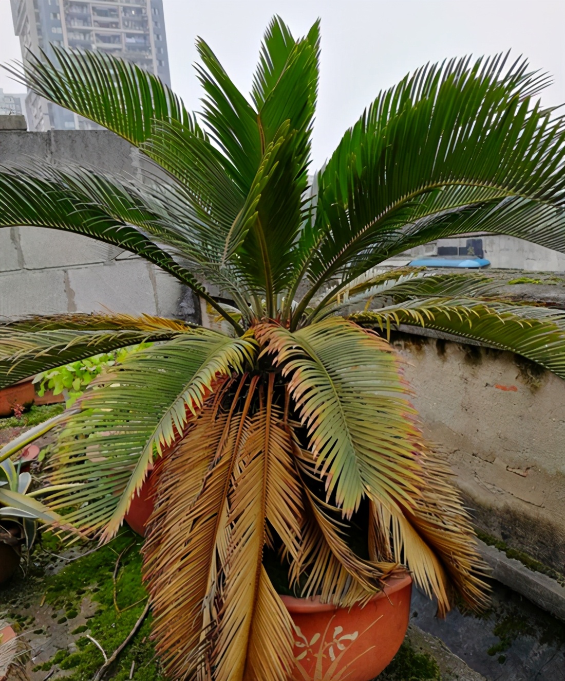 巴西铁树的养殖方法和注意事项(养好铁树的3点技巧)