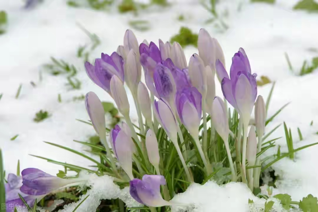 不畏严寒的植物有哪些(不畏严寒的植物有哪些成语)-图43