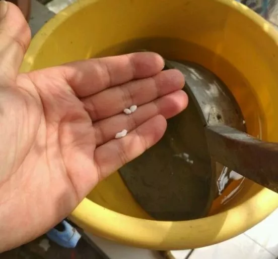 老花匠：绿萝最爱4种东西，喂了以后长得快，抽芽多，易疯长