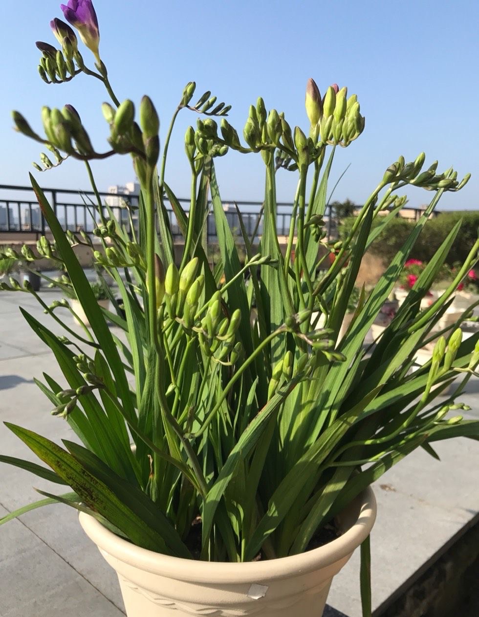 香雪兰的最佳种植时间(香雪兰一盆栽几颗最合适)插图