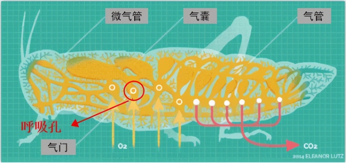 杀蟑螂最有效的方法(蟑螂到底有多强大？光靠药已经杀不死它了)