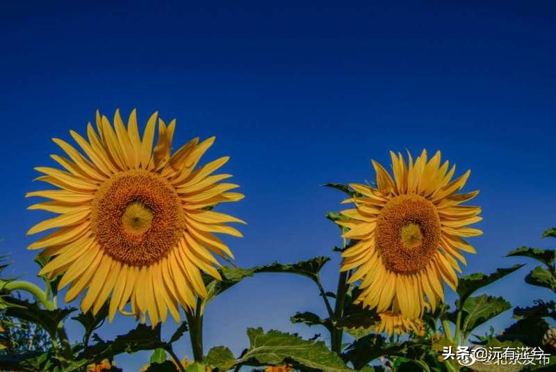 重笔｜2012新疆卷高考作文——你的善良，亦美且真