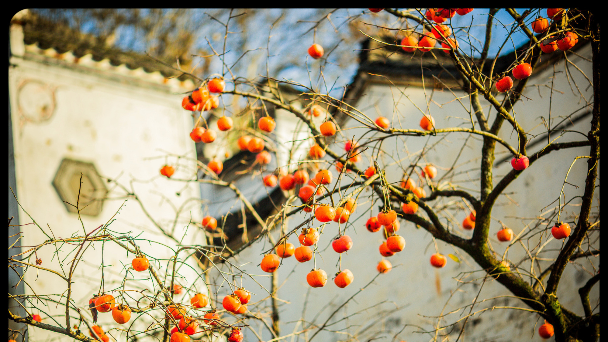 6种“吉祥树”，有地方建议种一棵，能吃能观赏，旺财镇宅样样行