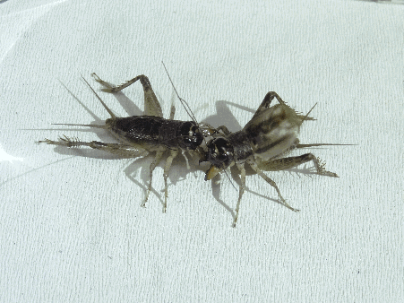 451_338gif 动态图 动图