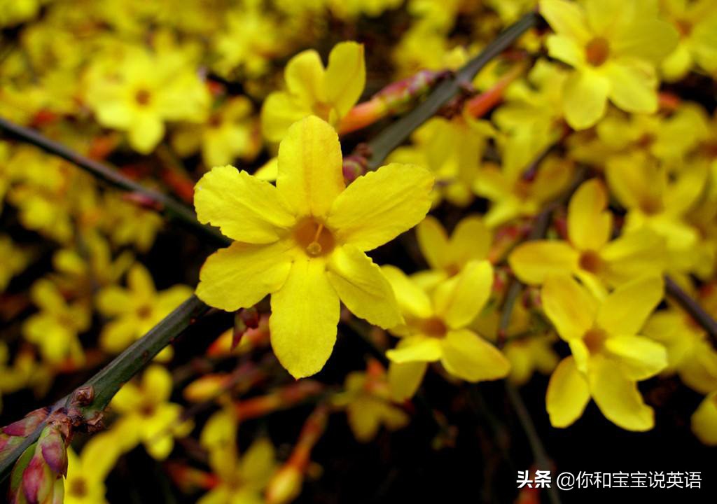 春天賞花親子英文,開花有幾種說法?枯萎和凋謝,英文有區別嗎?