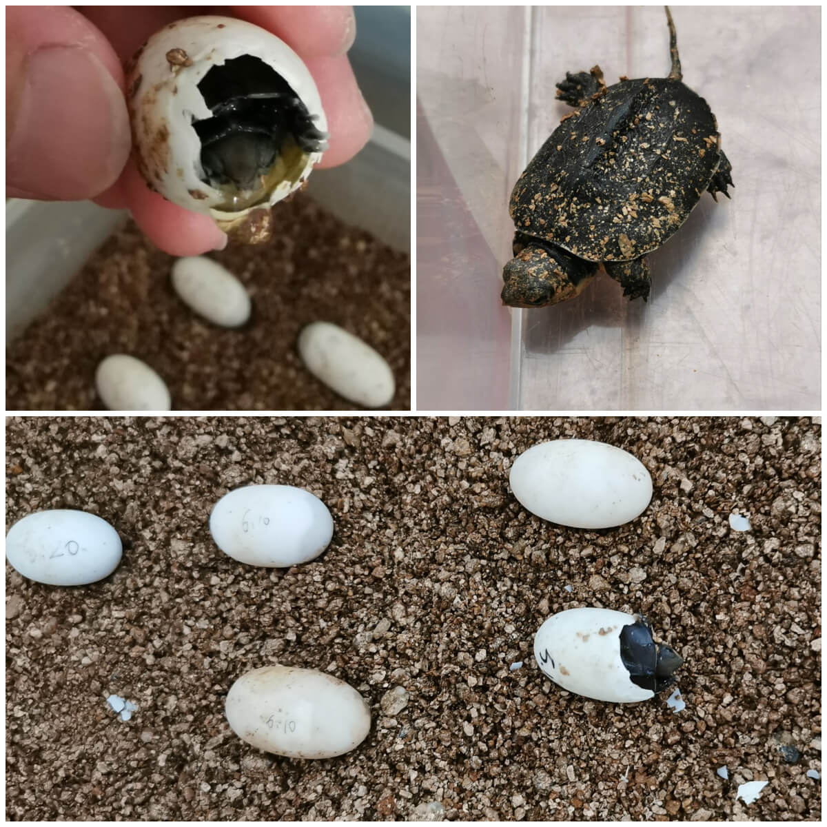 母蛇孵蛋的时候,雄蛇会在一旁守护吗?