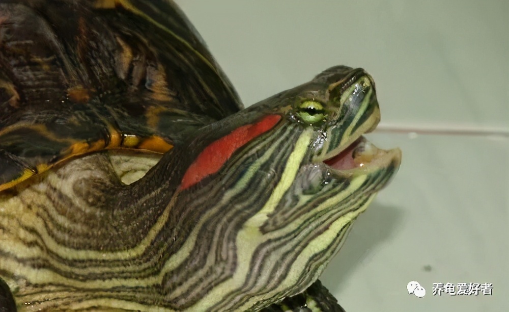 乌龟肺炎怎么做，乌龟肺炎干养还是水养？
