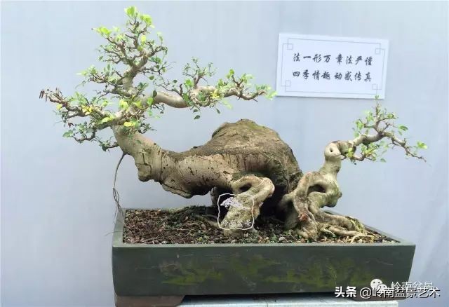 榕樹盆景圖片,榕樹盆景圖片大全欣賞