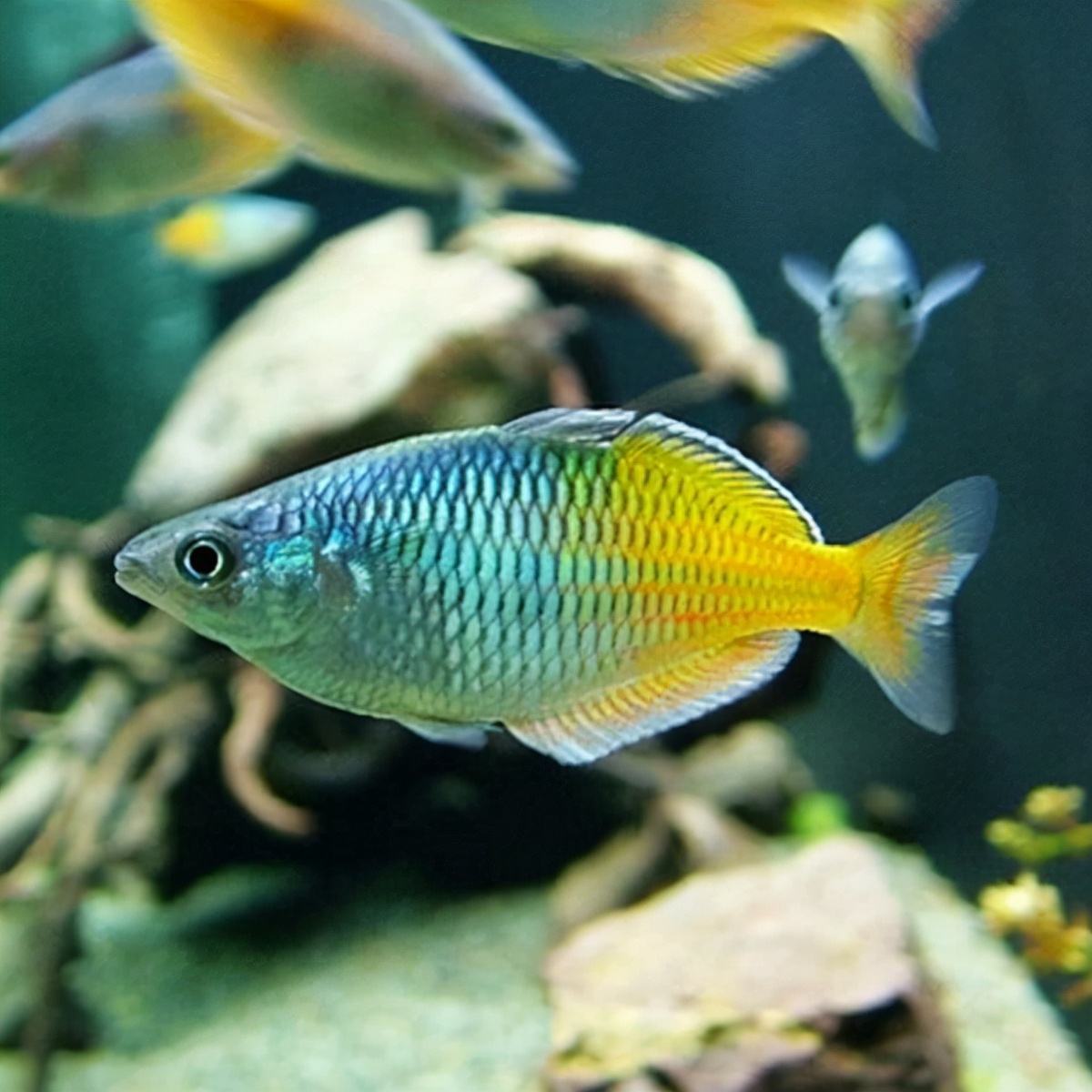 热带鱼图片「热带鱼图片大全大图」