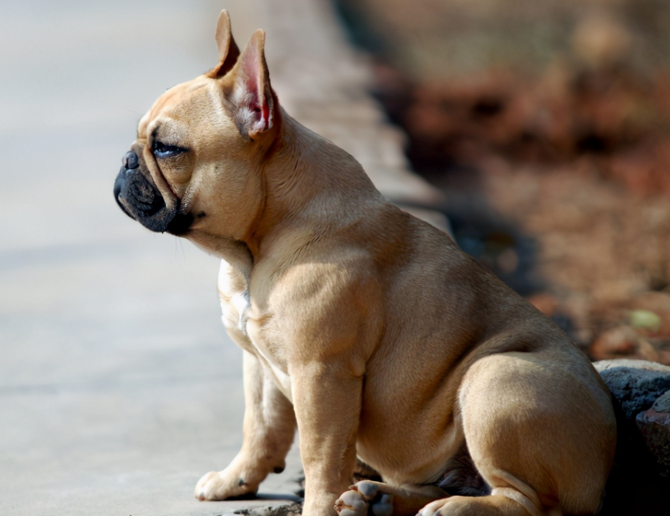 法国斗牛犬的价格为何"居高不下",原因是这几点