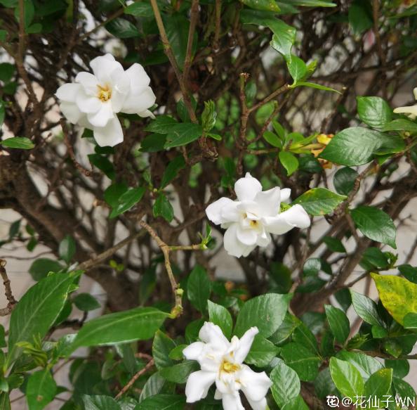 20种常见植物浇水方法,一句话说到重点,建议收藏