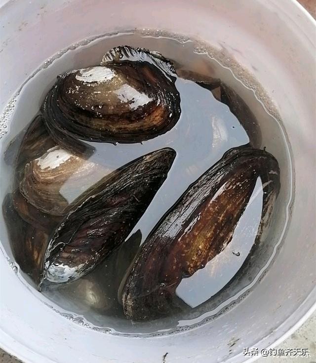 鱼没钓到,河蚌捞了大半桶!农村人拿它喂鸡,城里人却当成美味