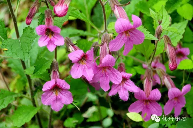 中国野花观花地点推荐