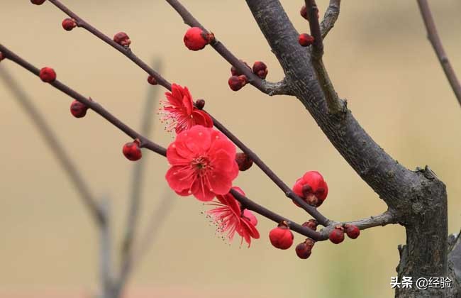 梅花什么时候开花？