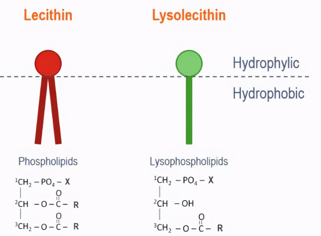 没有比这更详细的溶血磷脂的深度认识了
