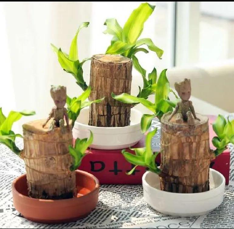 巴西木怎么养殖方法视频(你买的小巴西木是不是不生长了？)