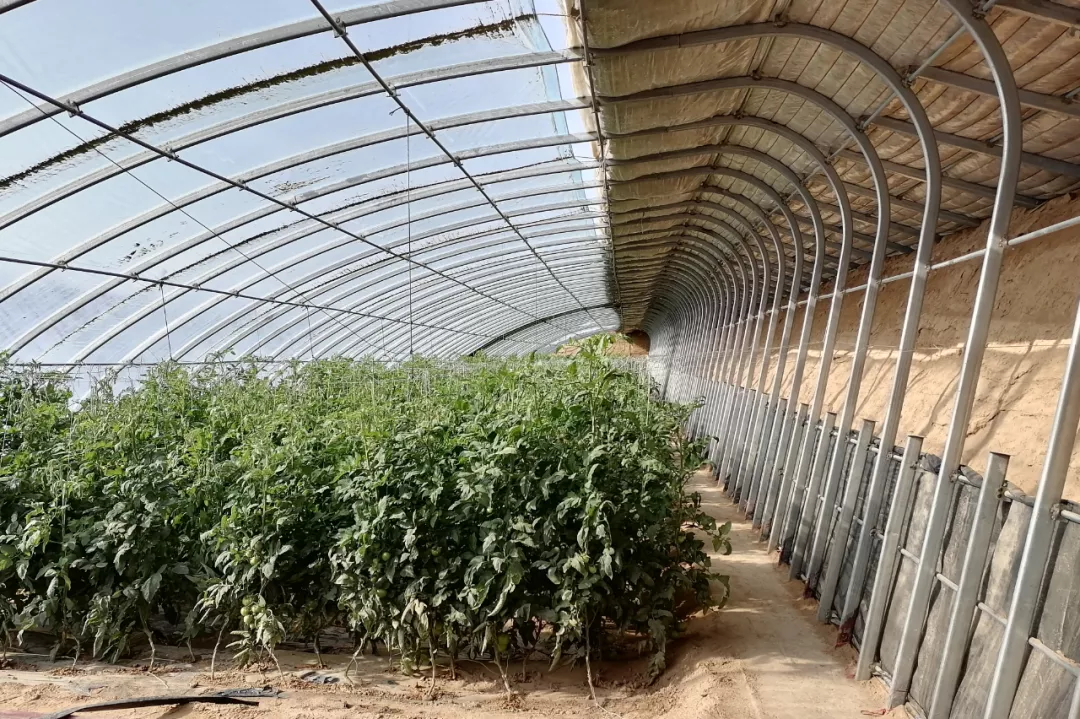 甘肃日光温室探秘!哪种墙体和骨架最“流行”?哪种造价最划算?