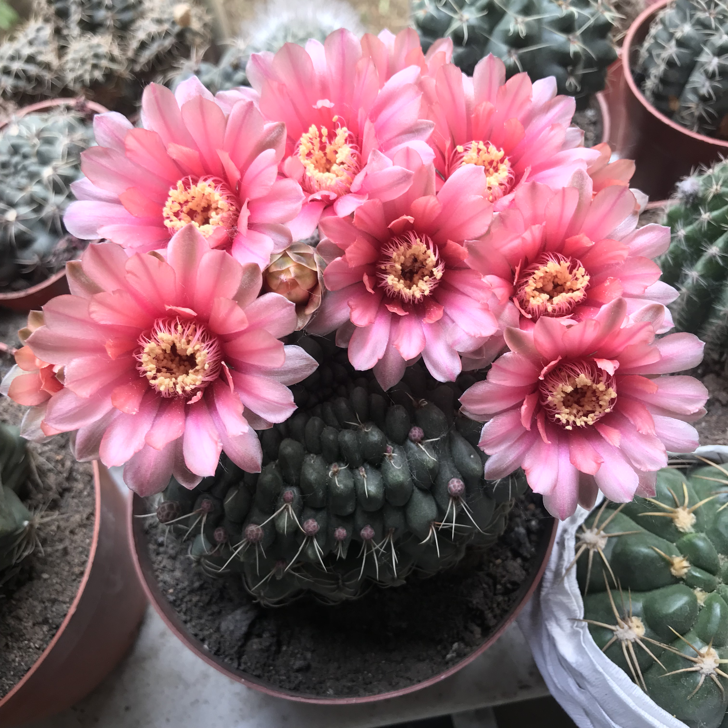 绯花玉仙人球,做好3点,花开不断,不愧是"开花机器"