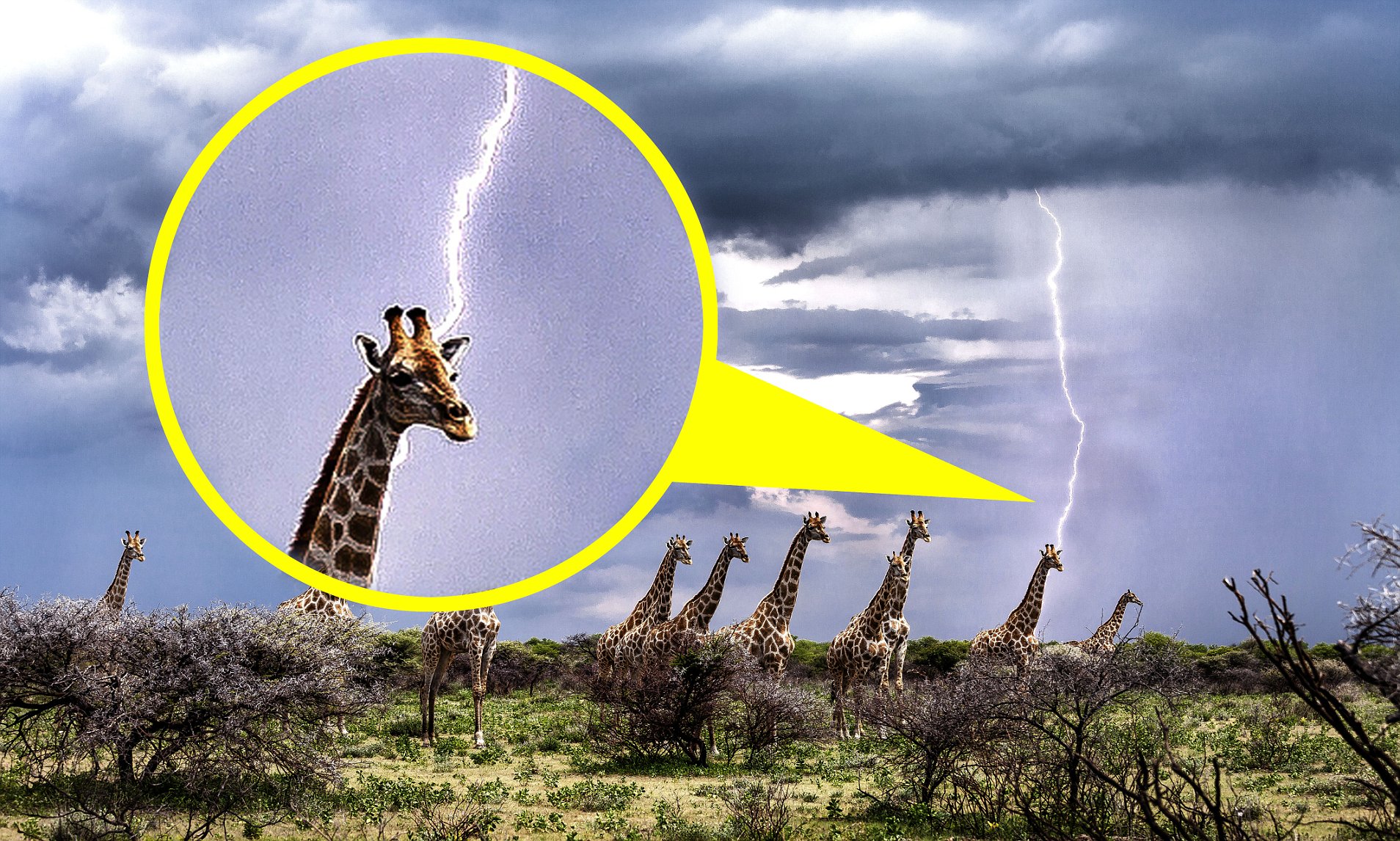 最容易被雷劈死的动物，还会被树杈勒死！为何长颈鹿要长长脖子？