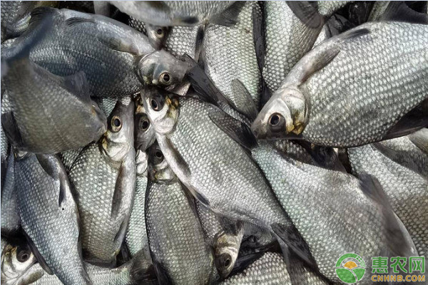 农村这种食草鱼，头小含肉量高，生长快易饲养，市场价20元一斤