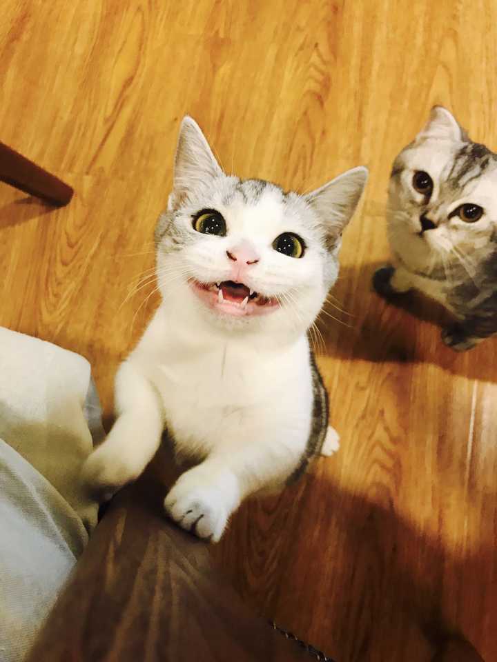 发情了这是发情的母猫呼唤公猫,或者是公猫回应母猫的声音,并且叫声会