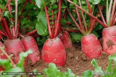 萝卜黑心是什么原因（露地种植水萝卜应注意几个问题）