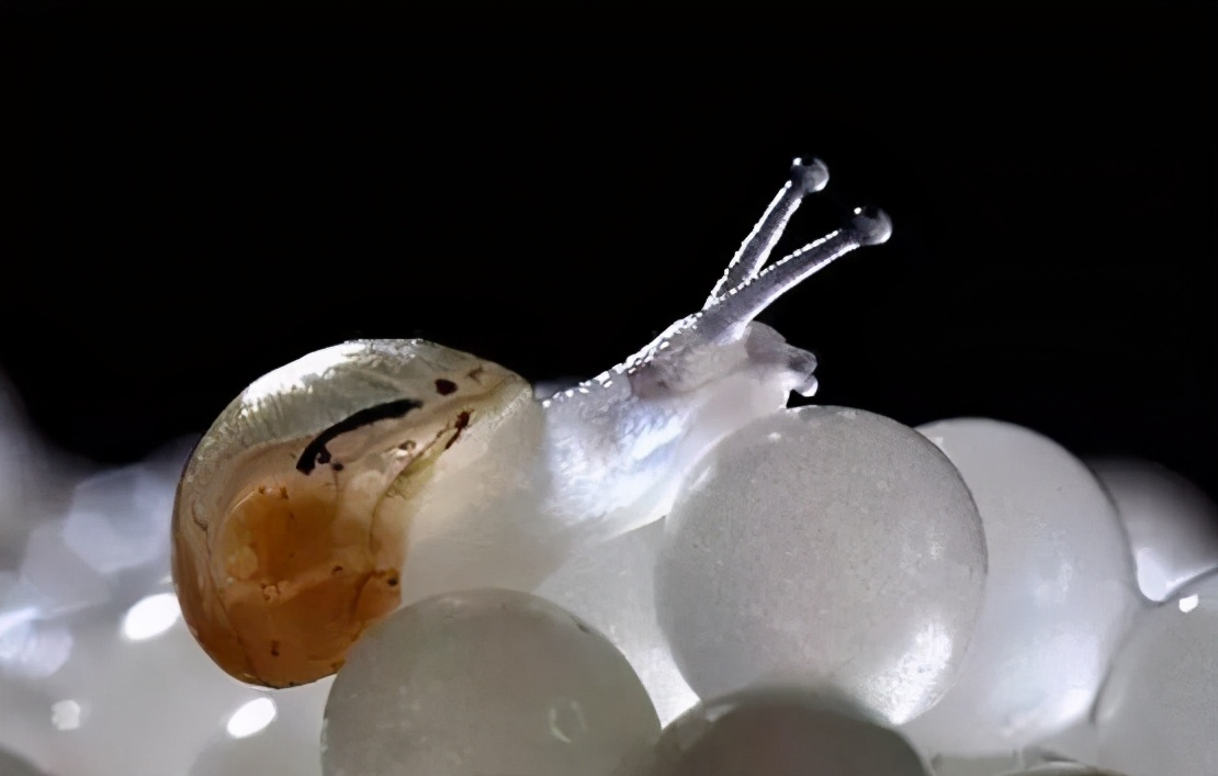 小蜗牛图片(7月1日) - 赤虎壹号