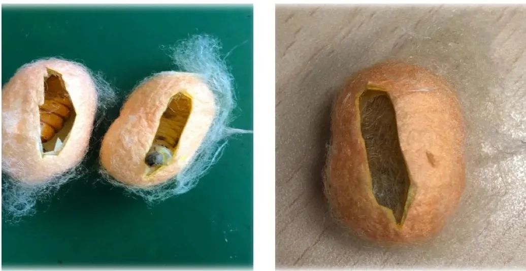 京郊这所学校，真真了不得