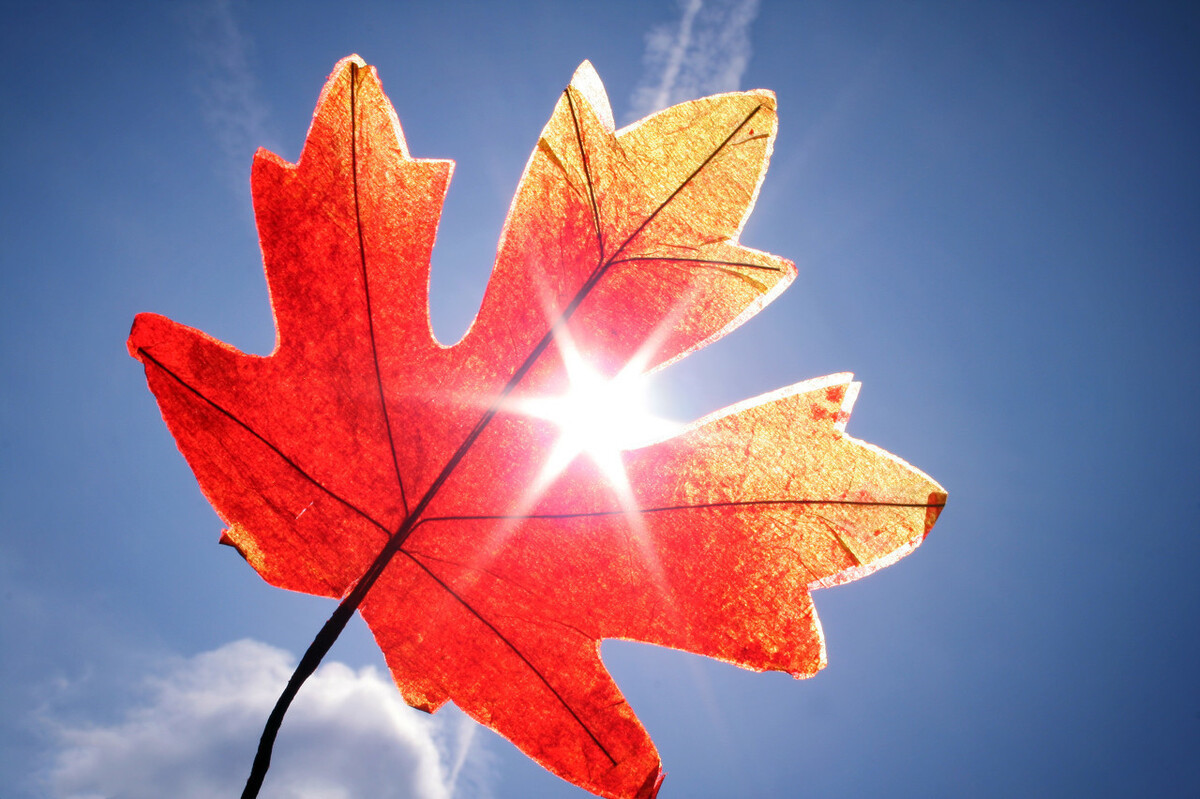 枫叶像什么(赏读) - 百百科