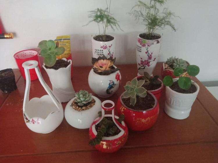 夏天喝剩的酒瓶,摇身一变成美花盆,赚到了