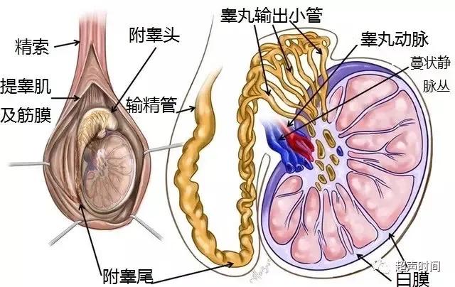 成年男性兩個蛋蛋不一樣大,會影響生育嗎?b超圖像下它長啥樣?