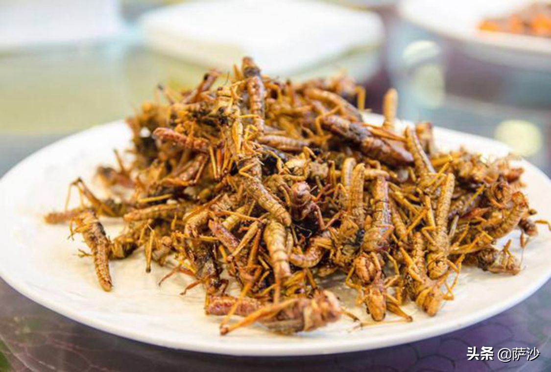 蝗蟲圖片,蝗蟲圖片大全