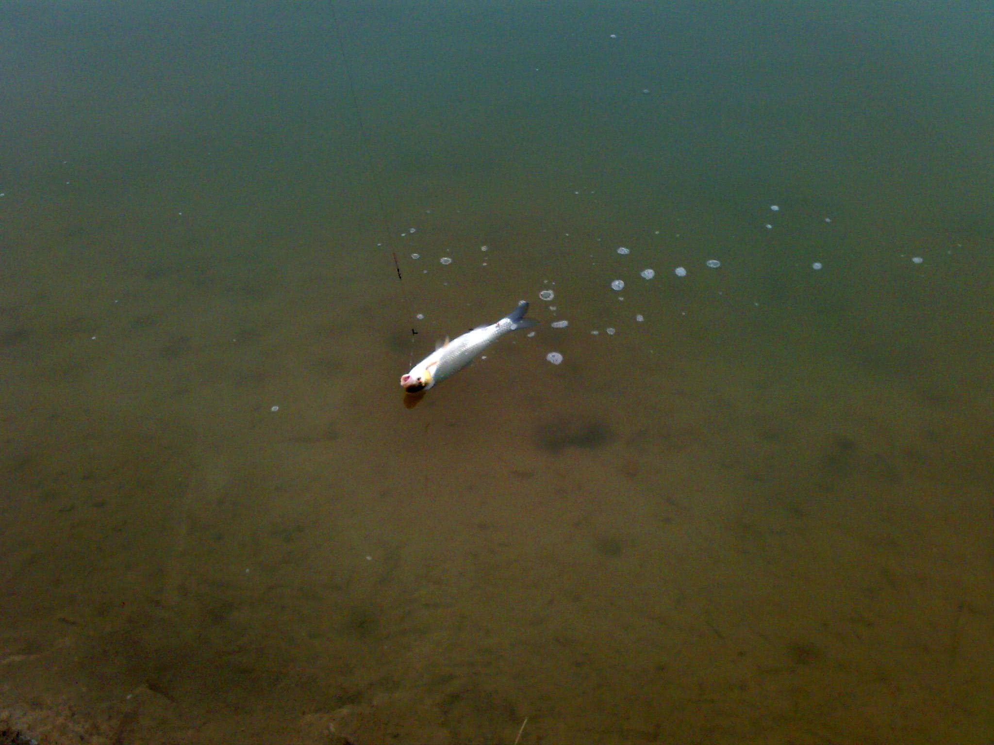 在黄河垂钓俗称“红眼棒”的野生鱼，此鱼劲道真大