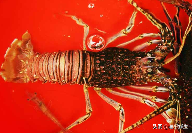 中国十大海鲜产地，吃了这么多年海鲜你恐怕都不知道