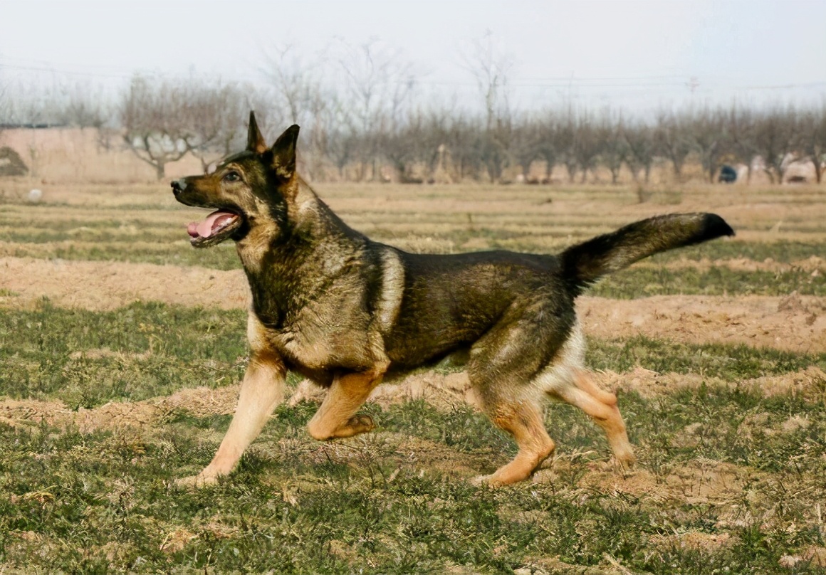 昆明犬,是我们中国培育出来的优秀工作犬,它集合了很多优秀狼犬的基因