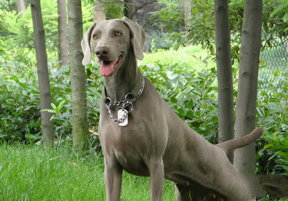 世界犬种智商排名榜前 30 名的聪明狗狗
