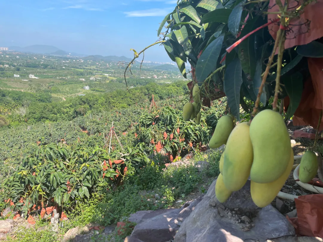 金煌芒果的图片(海南数百万斤大金煌芒果急盼销路)
