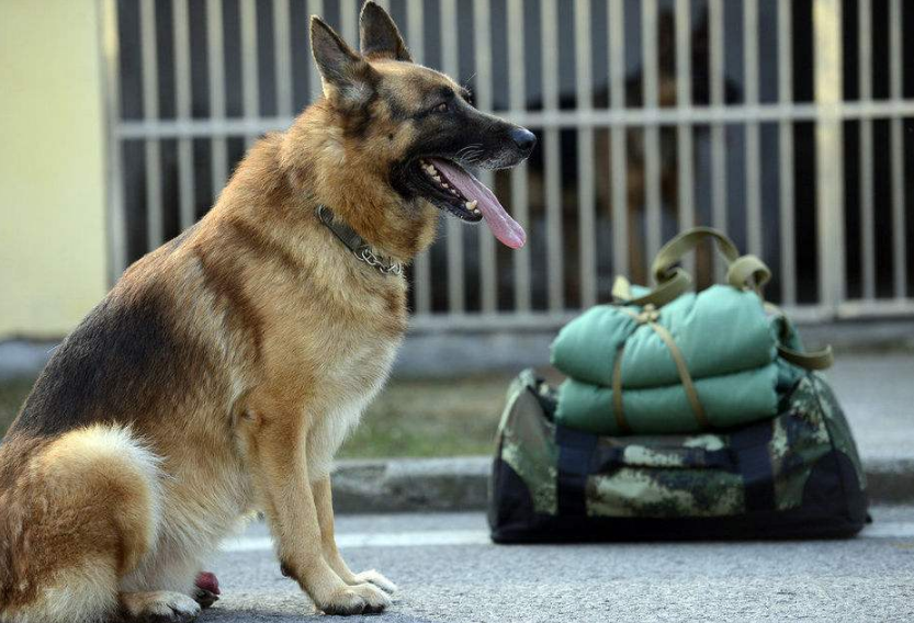 中国十大警犬品种揭秘：这六种犬类因卓越能力被广泛选用