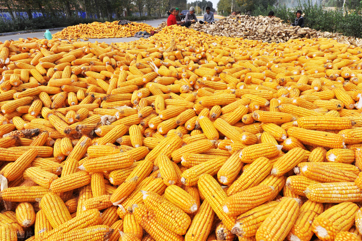 玉米将跌破1.1元？官方出手干预，小麦、稻谷如何？粮价为何低迷