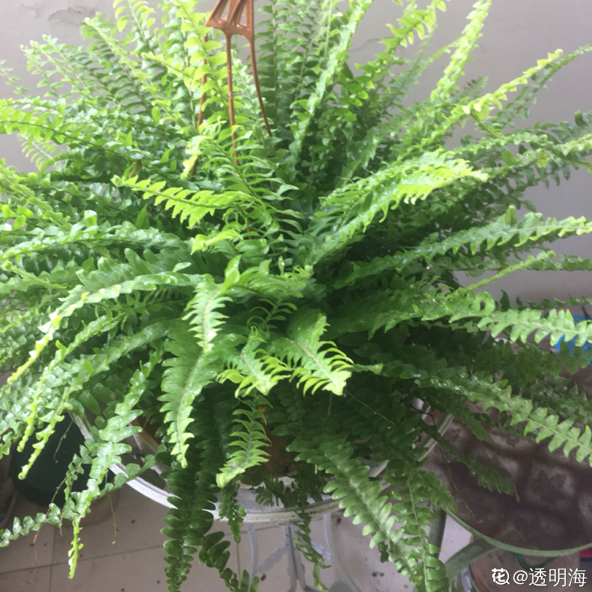 有什么植物的名字（分享80种常见植物图解）