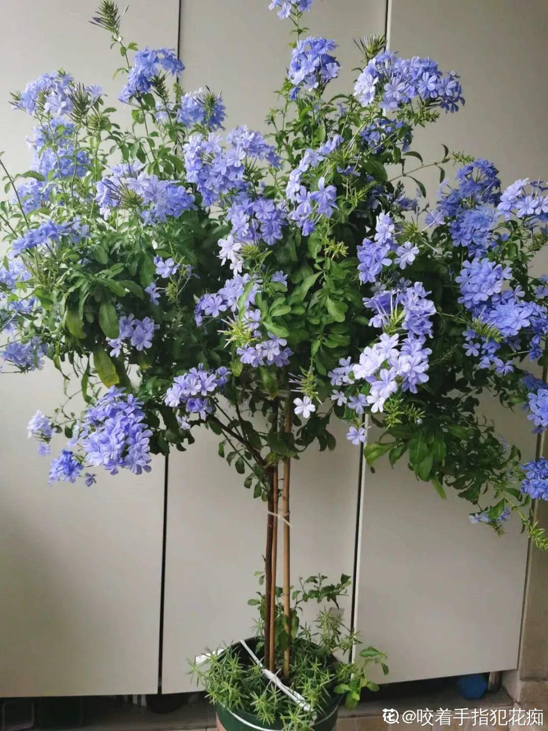 春天种什么花（春天最好养的20种花长得快）