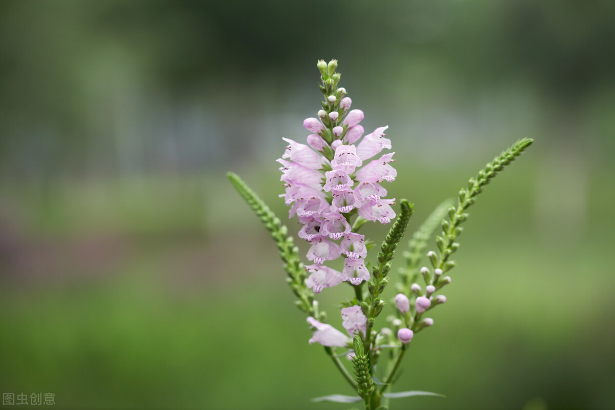 50种常见的园林花卉,图文结合,看你认识多少?学点植物小知识