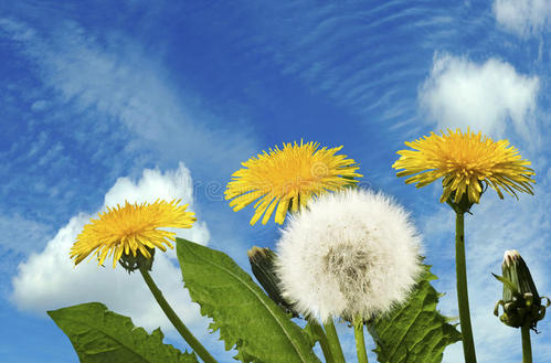 描写蒲公英的句子