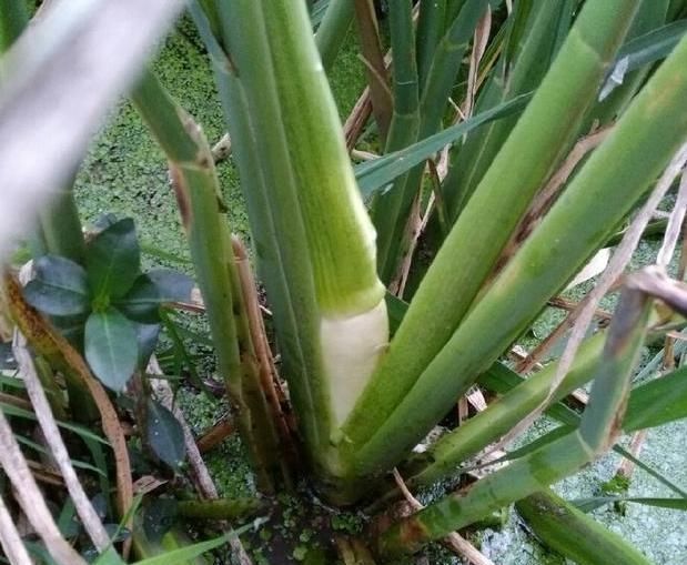 茭白是什么,茭白是什么季節的蔬菜