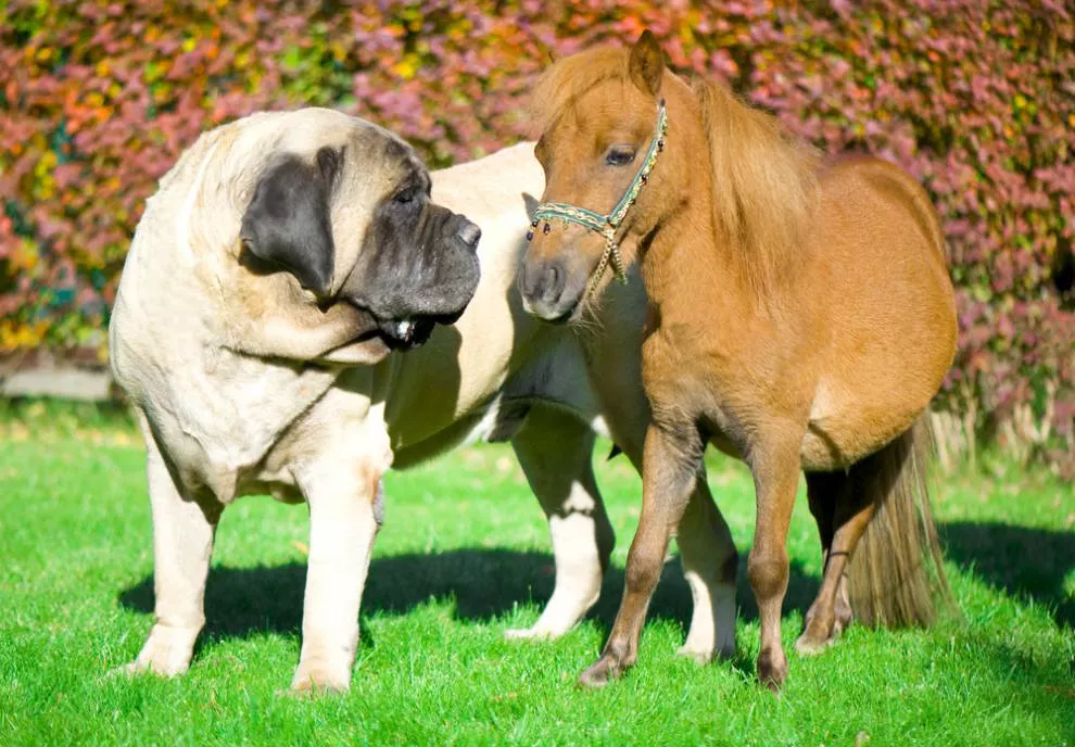 纽波利顿獒犬 纽波利顿犬吃人吗-泛经验
