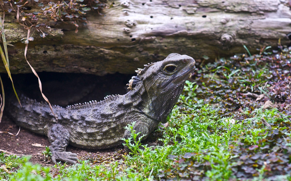 喙头(物种百科:喙头蜥)