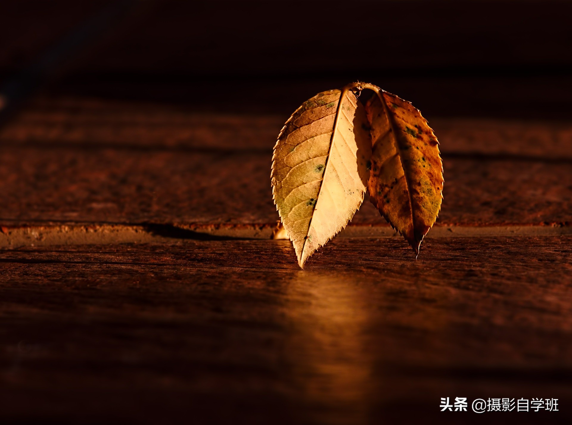 随处可见的树叶，可拍得这么好看，这些秋叶摄影技巧你会吗