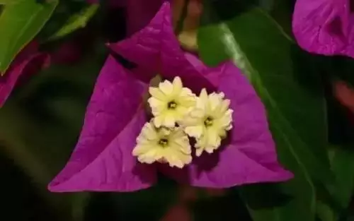 广州市市花是什么（全国56个城市的市花介绍）