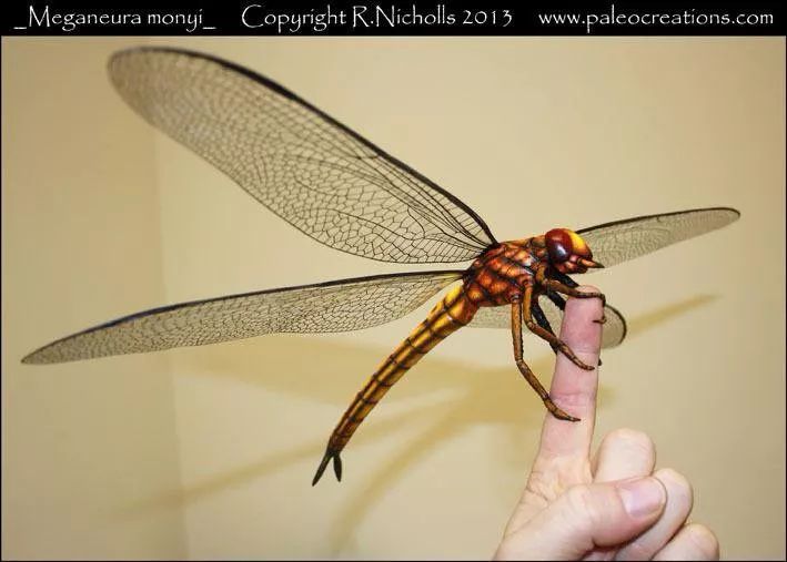 巨型蜻蜓(将近1米的大蜻蜓,地球上已知的有史以来最大的昆虫)